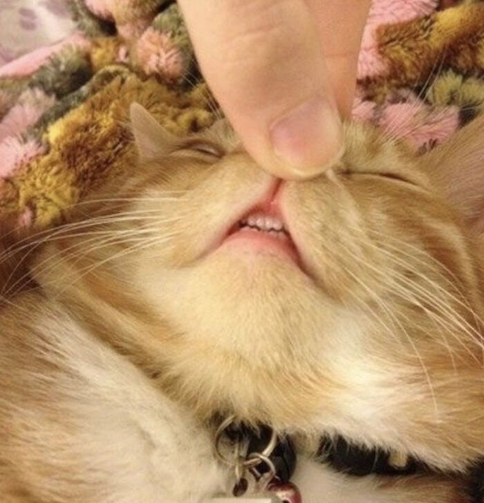 Closeup of cat's teeth shown by finger lifting upper lip