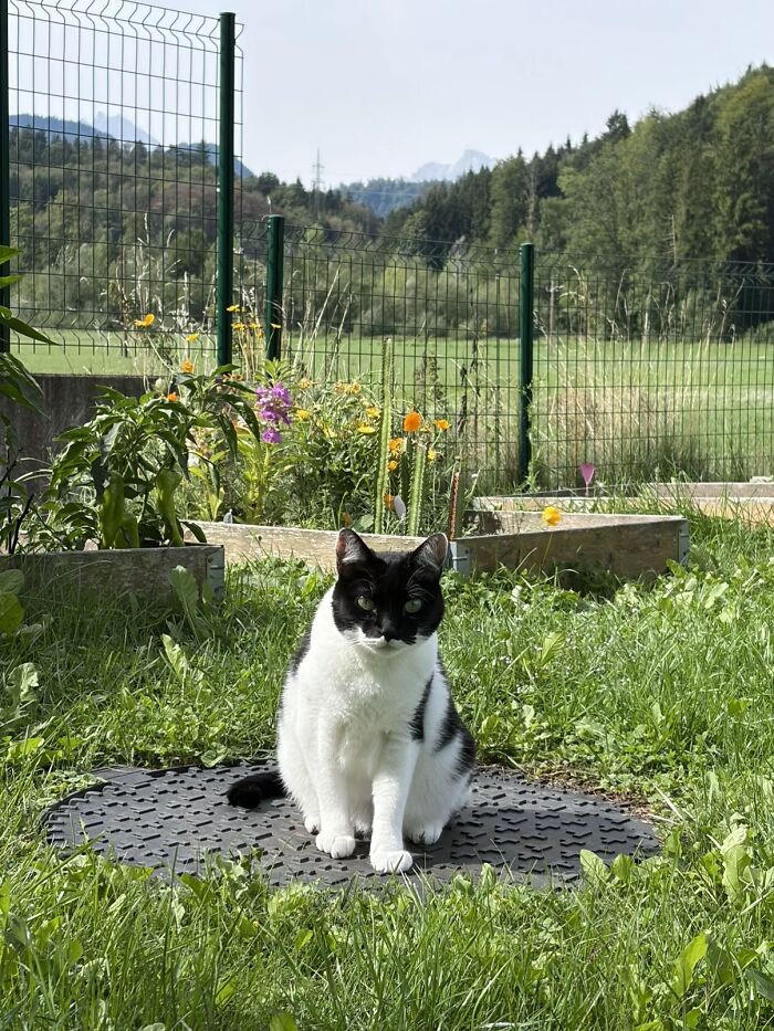 Black and white cat sitting on lawn in viral TikTok trend of life stories lived alongside pets