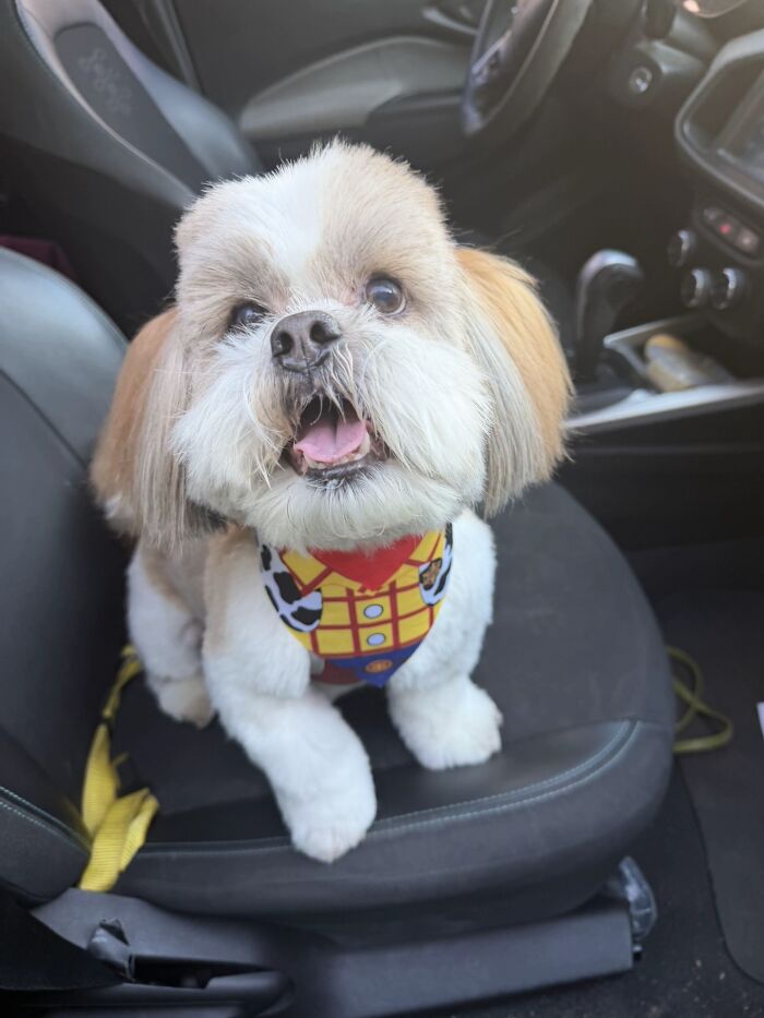 A fluffy white and brown Shih Tzu dog sitting in a car seat, a happy pet of a TikTok trend
