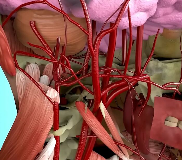 Doc Shares Graphic Simulation Of Neck Cracking, Revealing How A Simple Twist Could Lead To A Stroke
