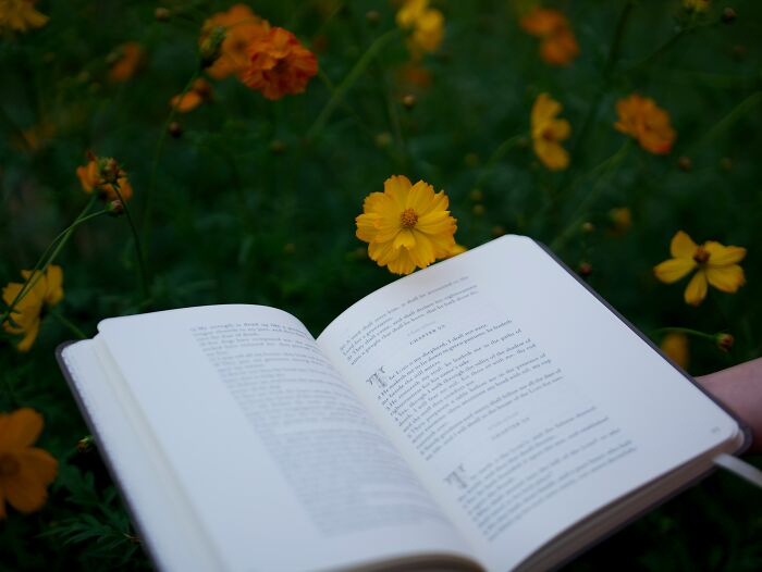 An open book outdoors near yellow flowers, representing reflective quotes about narcissistic parents.