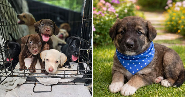 This Organization Shared Photos Of 50 Tiny Puppies Whose Lives Changed After They Were Rescued