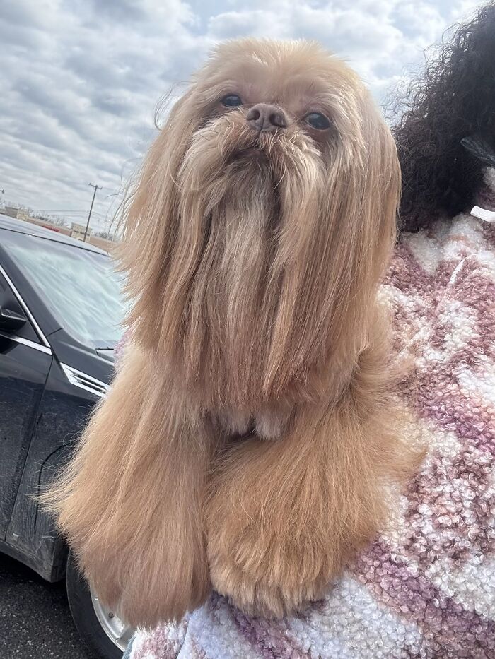 A fluffy, long-haired Shih Tzu dog being held by its owner, highlighting life stories with pets