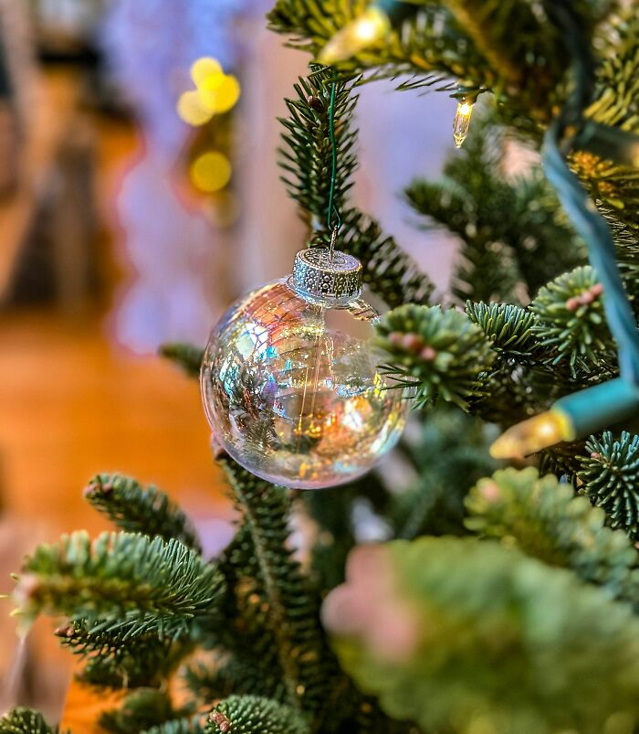 A shiny glass ornament hanging on a Christmas tree branch, making one question their intelligence on holiday decor