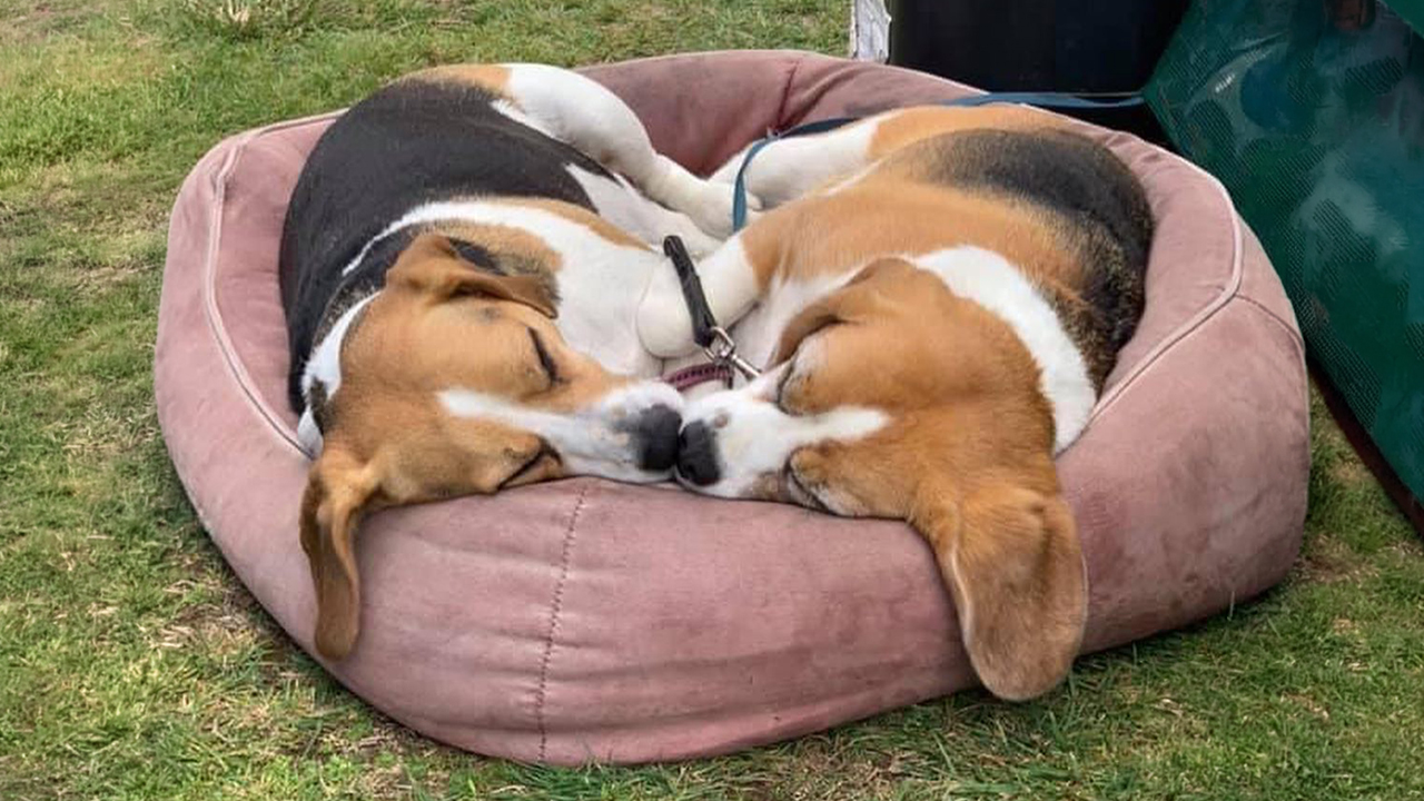 40 Sleeping Puppies So Adorable They Might Just Melt Your Heart, As Shared by This Page