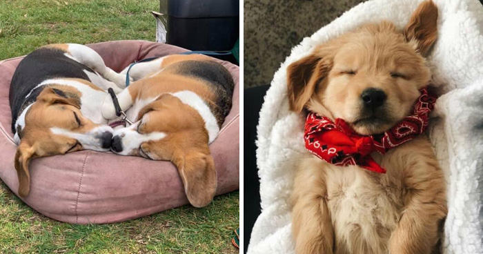40 Puppies Caught In The Middle Of Their Sweetest Dreams, As Shared By This Page