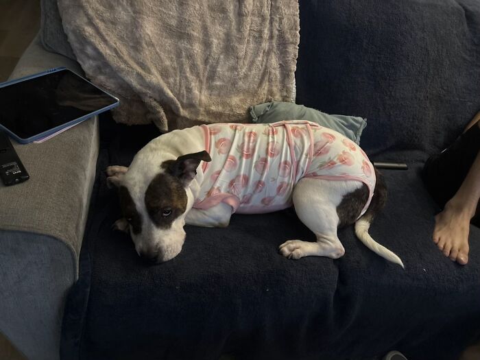 A brown and white dog wearing a peach-patterned onesie on a blue couch, sharing life stories with pets