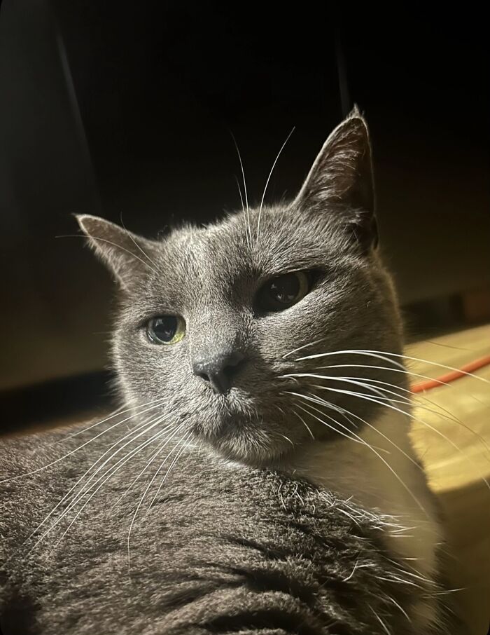 A grey cat looking into the distance with dramatic lighting, from the TikTok trend of life stories with pets.