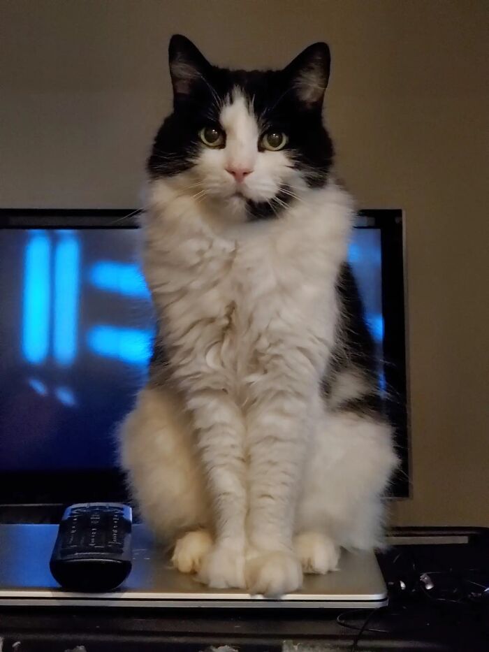 A fluffy black and white cat sitting gracefully on a laptop, showing a pet life story from a TikTok Trend.
