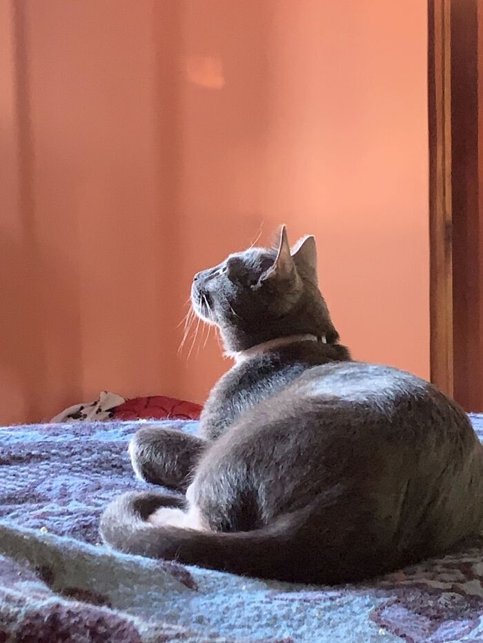 A gray cat looking up curious while resting on a bed, sharing beautiful life stories with pets
