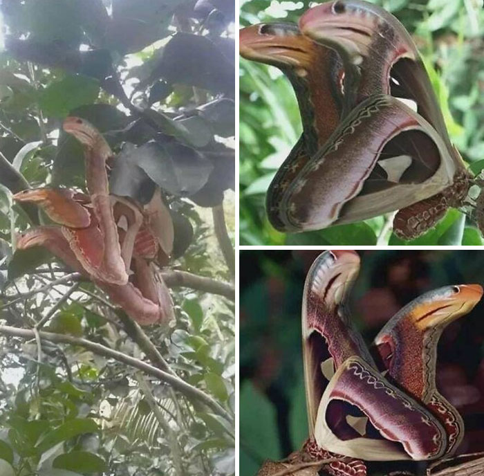 Nature’s Ultimate Disguise: The Atlas Moth Uses Incredible Wing Camouflage To Look Exactly Like Two Cobras