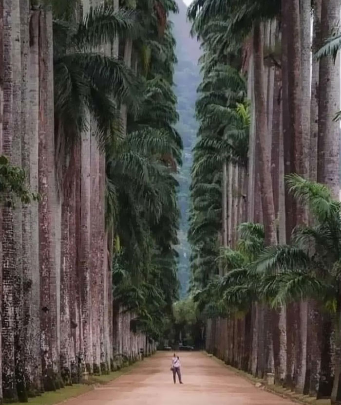 Botanical Park Of Rio De Janeiro Brazil. Founded In 1808, It Is Considered One Of The Most Important In The World