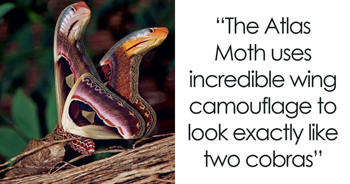 83 Wholesome Photos And Stories That Might Make You Appreciate The Internet Again (New Pics)