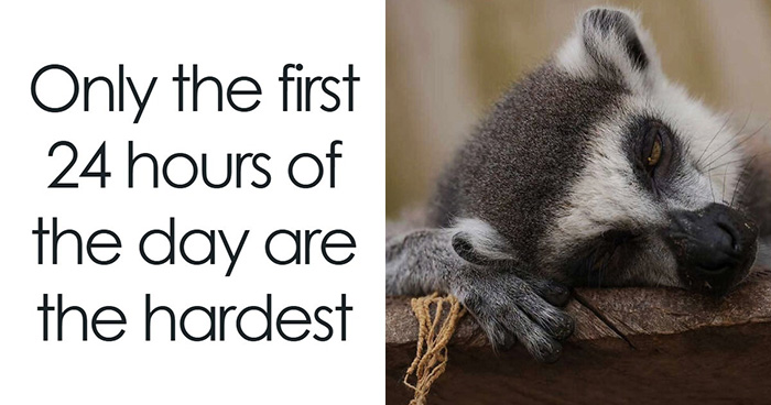 88 Amusing, Cute, And Incredibly Relatable Animal Memes To Make Your Day