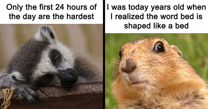 88 Amusing, Cute, And Incredibly Relatable Animal Memes To Make Your Day