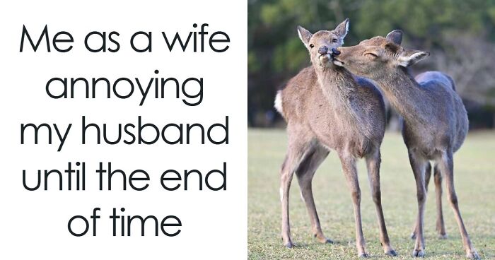 88 Animal Memes That Are Equal Parts Adorable And Hilarious