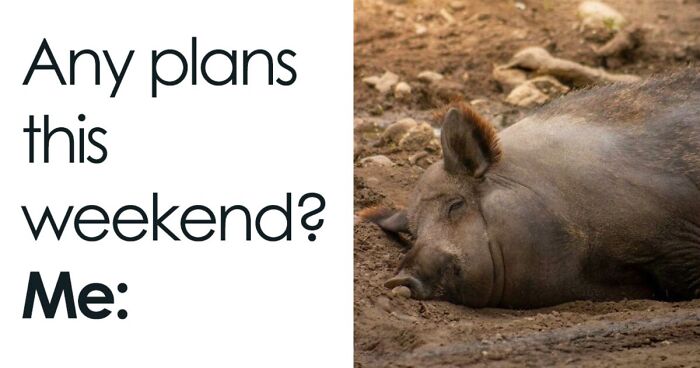 88 Amusing, Cute, And Incredibly Relatable Animal Memes To Make Your Day