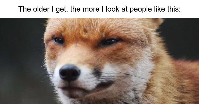 88 Amusing, Cute, And Incredibly Relatable Animal Memes To Make Your Day