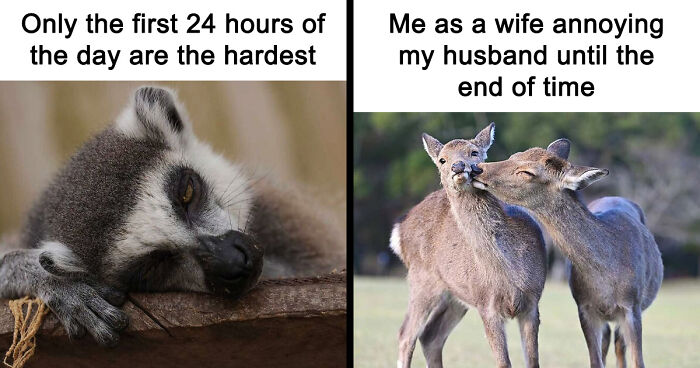 88 Amusing, Cute, And Incredibly Relatable Animal Memes To Make Your Day