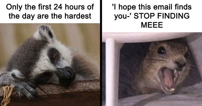 88 Animal Memes That Are Equal Parts Adorable And Hilarious