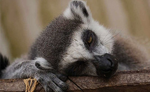 88 Animal Memes That Are Equal Parts Adorable And Hilarious