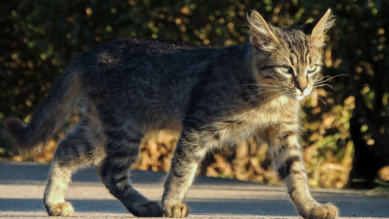 Ancient Chinese Cat Names Reveal How Poets, Emperors And Families Saw Their Cats