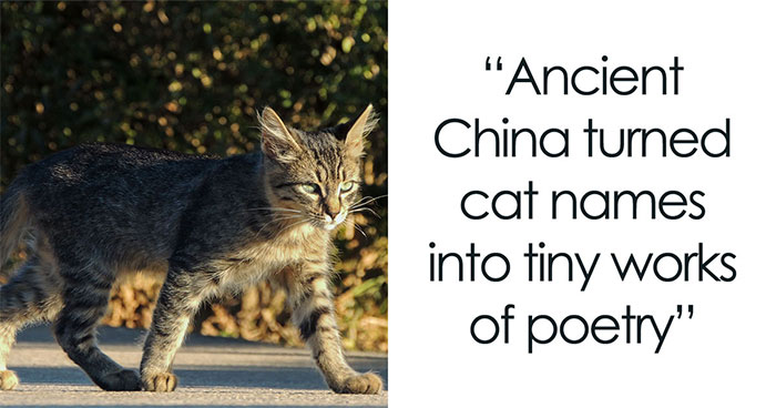 Ancient Chinese Cat Names Reveal How Poets, Emperors And Families Saw Their Cats