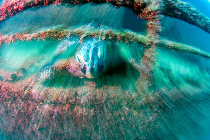 Underwater wildlife photo of a sea turtle swimming through the overgrown structure of a sunken shipwreck.