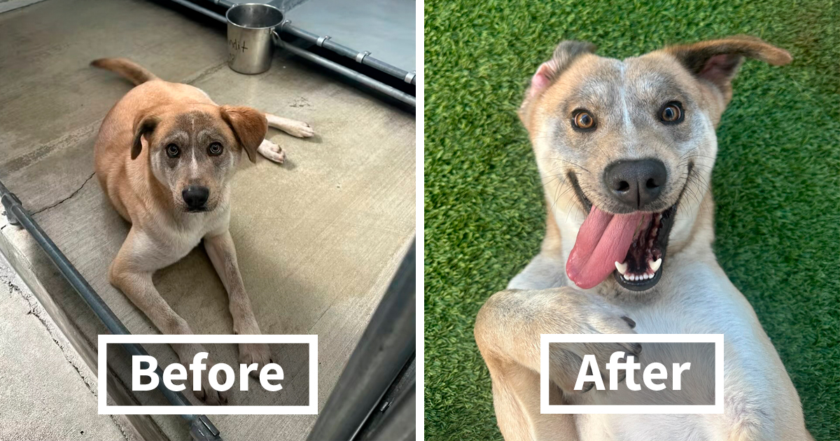 This Rescue Dog Was Scared And Shy In The Shelter, Now His Smile Is Melting Hearts Online