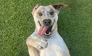 Rescue Dog’s Before-And-After Photos Prove A Second Chance Can Change Everything