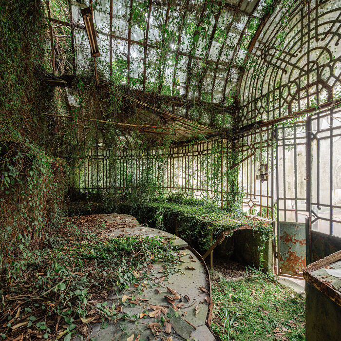 Overgrown green vines inside an old greenhouse showcasing the hidden beauty of buildings and spaces