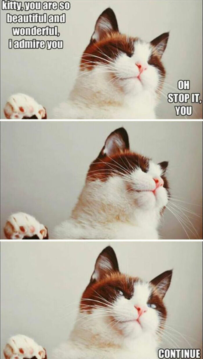 Cat receiving compliments with captions about admiration meme