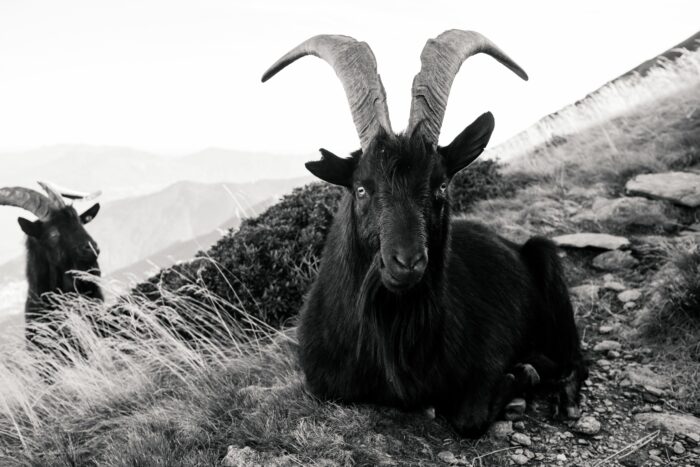 Black goat with large curved horns in mountain landscape