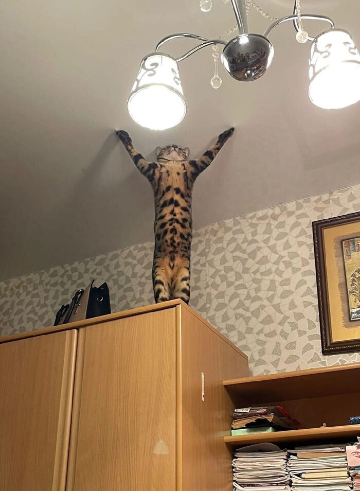 A spotted cat stretching its front paws up to touch the ceiling, perfect for entertaining pics