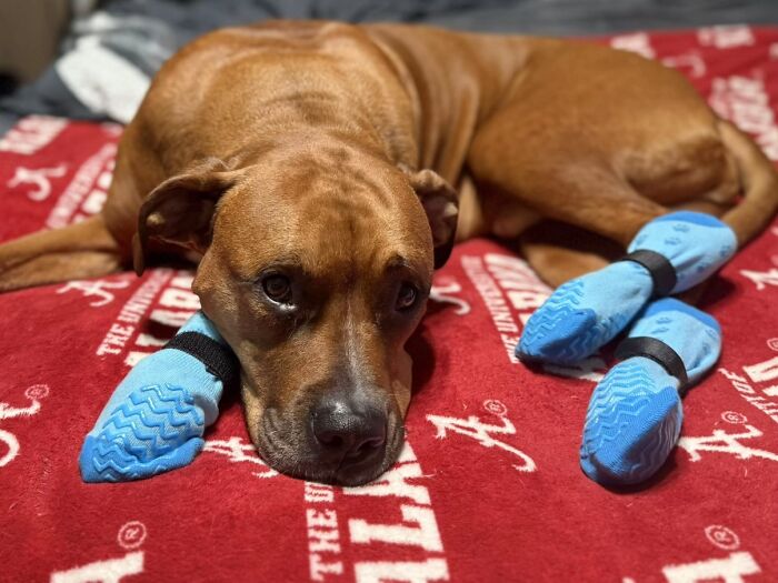 Brown dog wearing blue booties lies on a red blanket, highlighting the life stories shared in a viral TikTok trend.
