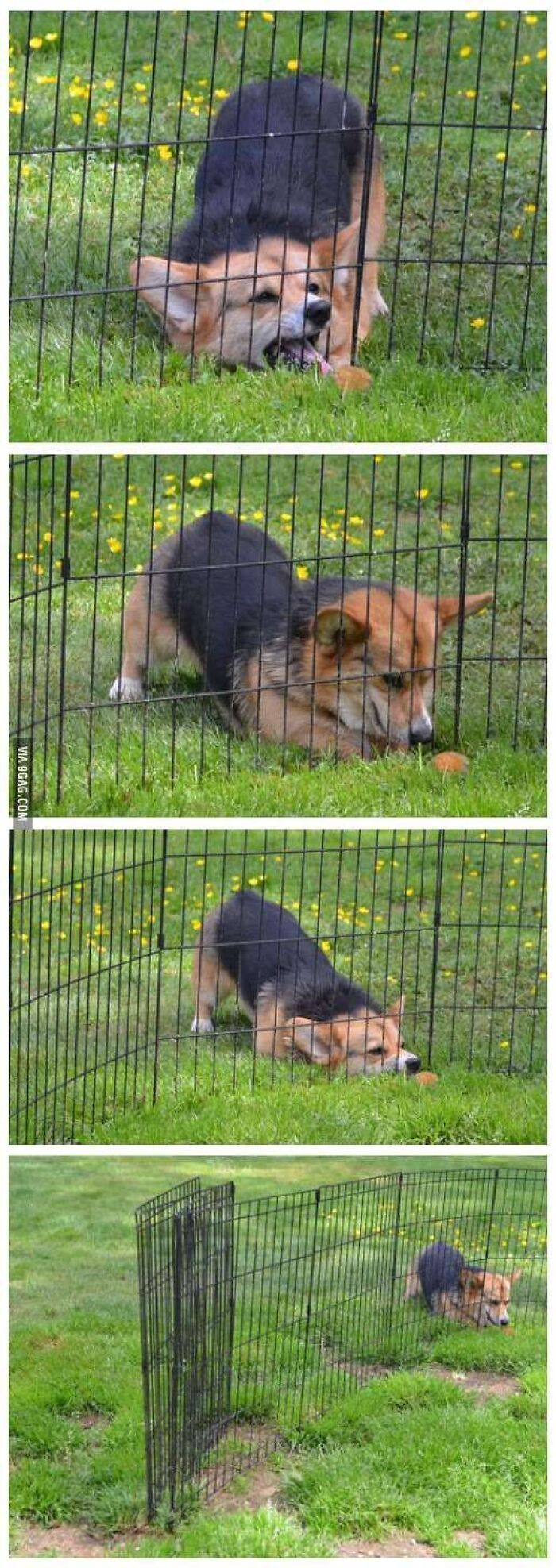 A comic sequence showing a dog struggling with a fence, part of a set of absurd moments