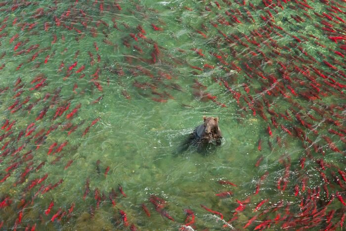 Aerial wildlife photo of a bear standing in clear water surrounded by thousands of red salmon.