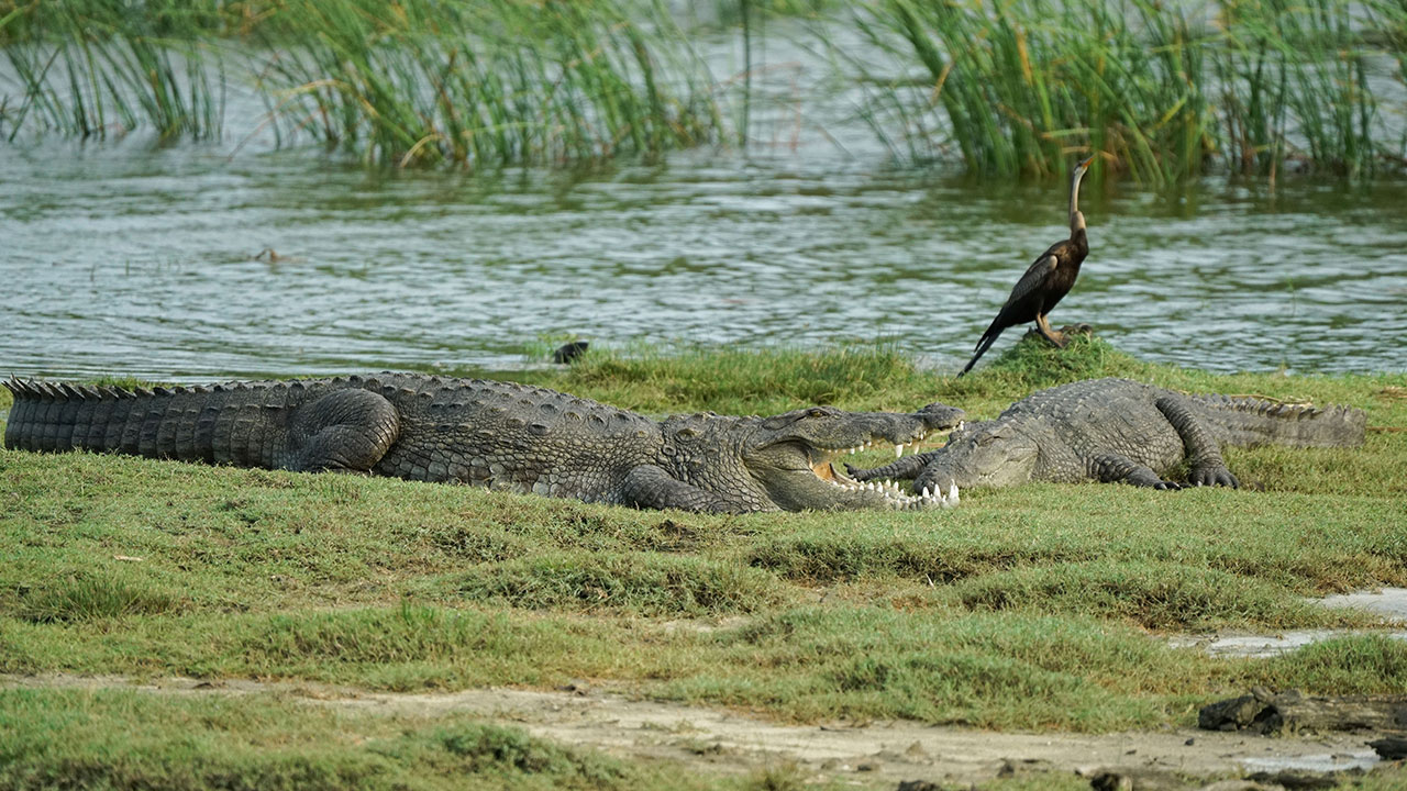 In Burkina Faso, A Drought Legend Explains Why Villagers Share Their Pond With Crocodiles