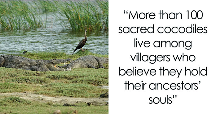 In Burkina Faso, A Drought Legend Explains Why Villagers Share Their Pond With Crocodiles