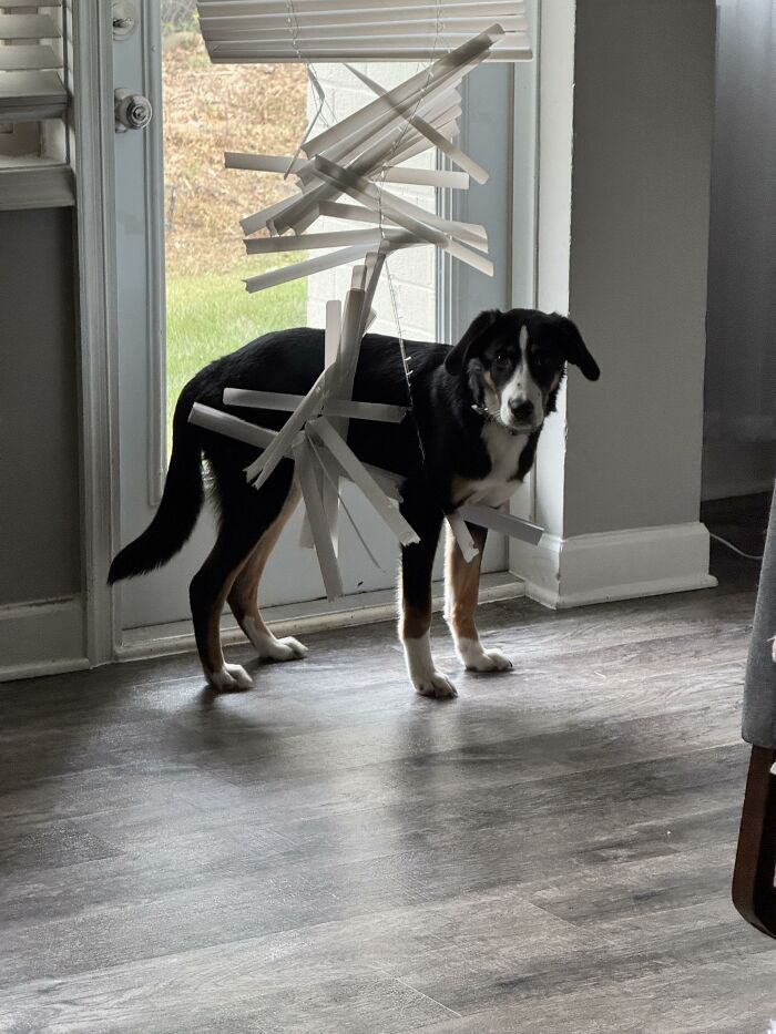 Black and white dog tangled in broken window blinds
