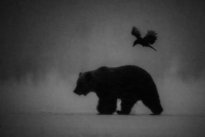 Misty wildlife photo depicting a silhouette of a brown bear and a flying raven.