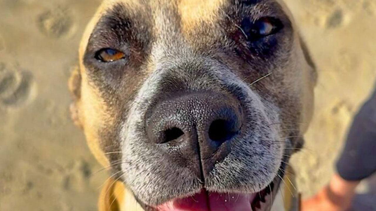 39 Dogs Who Went From Neglected To Happy And Healthy, Shared By An Animal Rescue