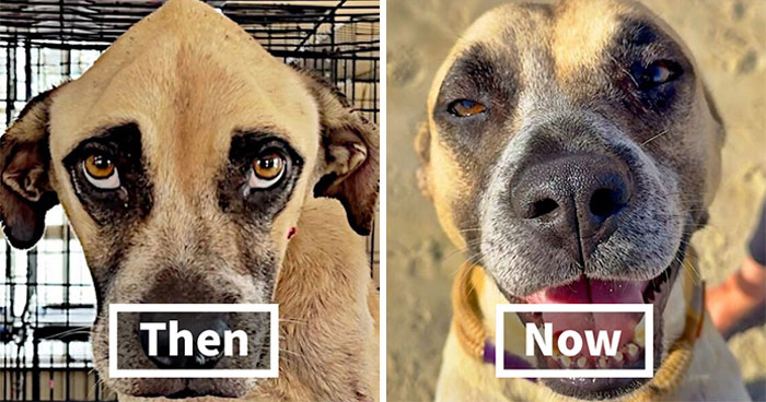 39 Rescue Dogs Who Look Completely Different After Getting A Second Chance, Shared By An Animal Rescue