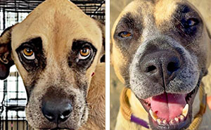 39 Conmovedoras fotos de perros antes y después de ser adoptados mostrando como cambian sus vidas