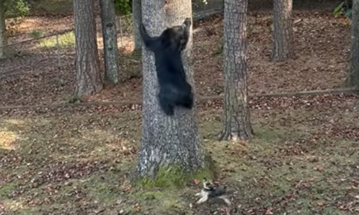 Tiny Yorkie Chases A Massive Bear Out Of His Backyard, And Netizens Can’t Believe Their Eyes