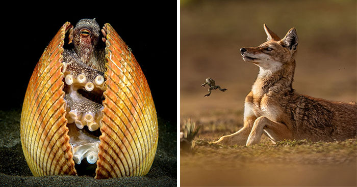 45 Incredible Wildlife Photos That Won Over The Judges Of The 2026 Siena Photo Awards