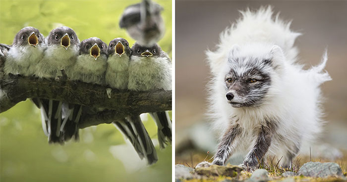 85 Of The Best Wildlife Photos From The Nature Photographer Of The Year Contest (2016–2025)