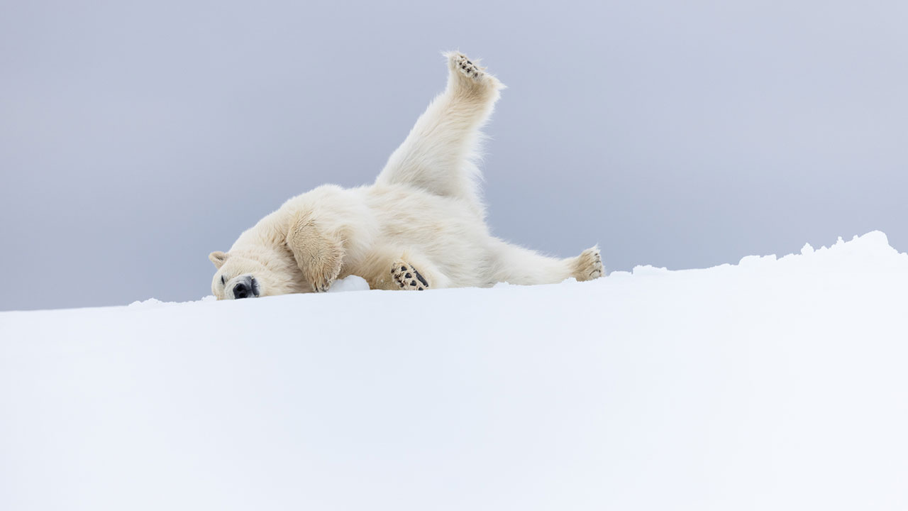 76 Breathtaking Wildlife Photos From The NPOTY People’s Choice Award Over The Years