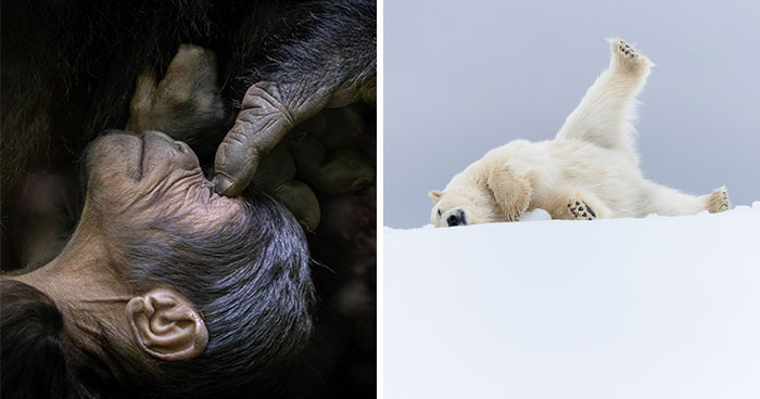 76 Breathtaking Wildlife Photos From The NPOTY People’s Choice Award Over The Years