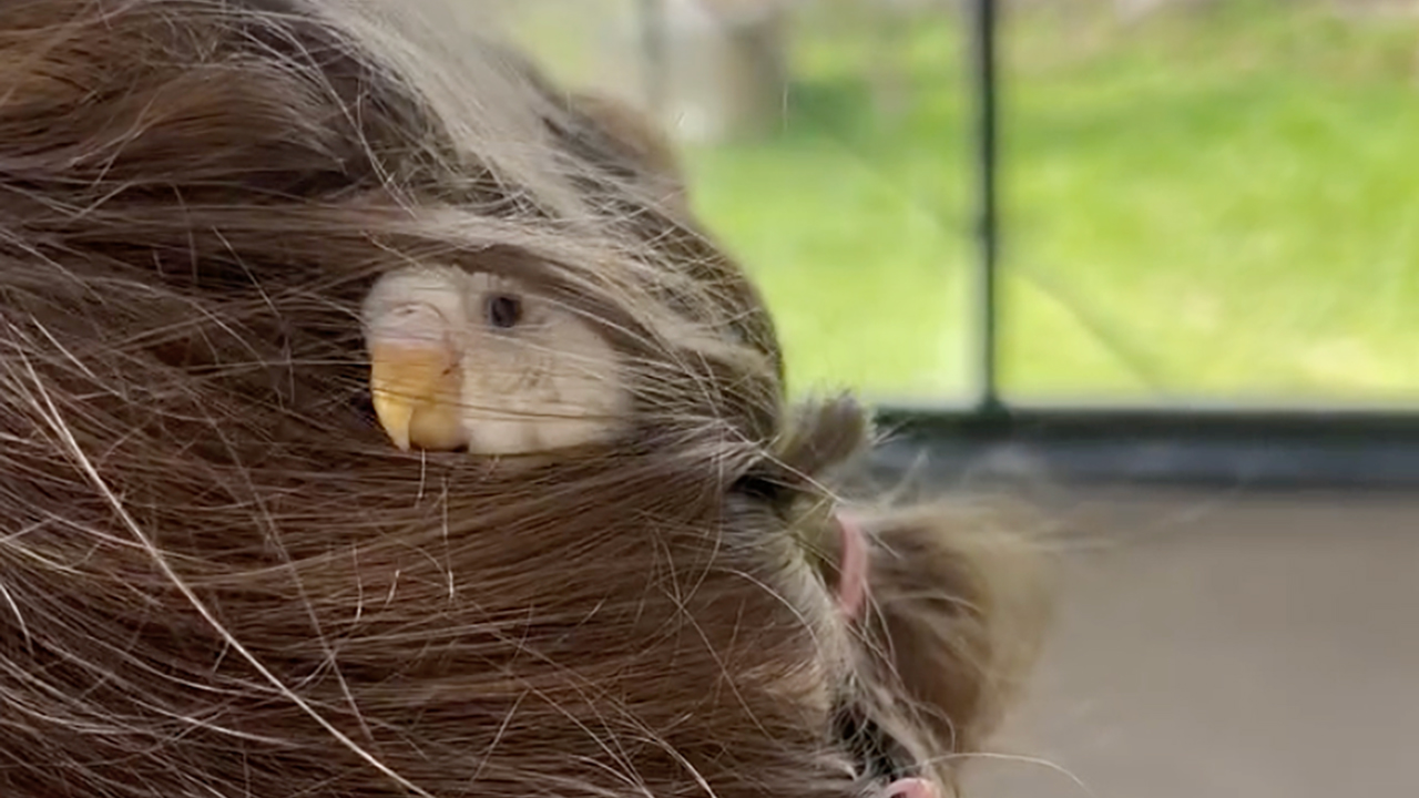 “I’ve Never Seen This Before”: Animal-Trainer Stunned After A Budgie Naps In His Daughter’s Hair